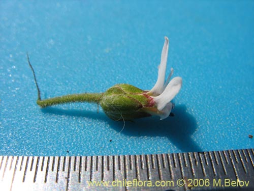 Bild von Leucheria sp. #1645 (). Klicken Sie, um den Ausschnitt zu vergrössern.