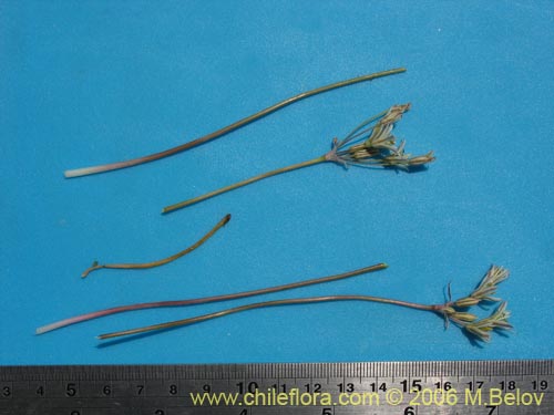 Zoellnerallium andinumの写真