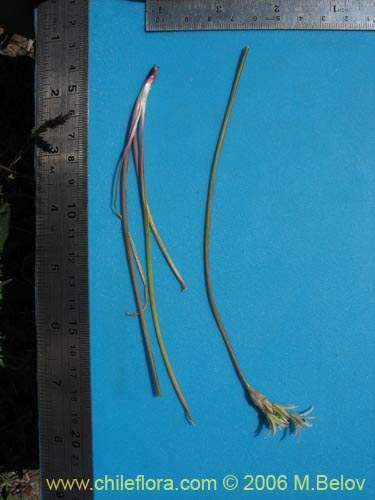 Zoellnerallium andinumの写真