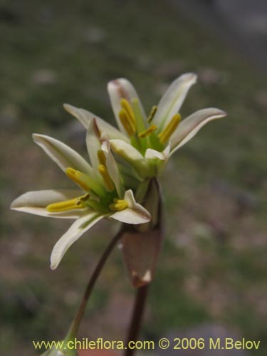 Zoellnerallium andinumの写真