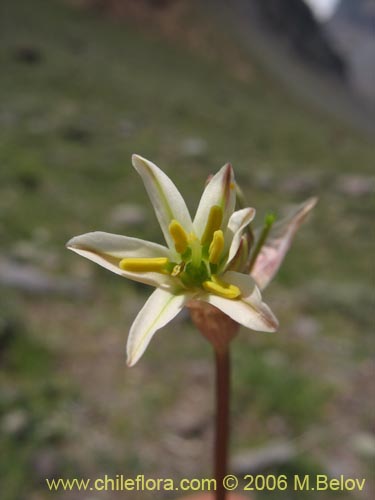 Zoellnerallium andinumの写真