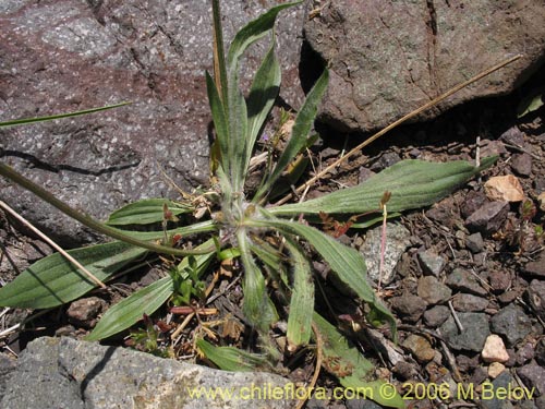 Image of Plantago lanceolata (Llantén / Llantén menor). Click to enlarge parts of image.