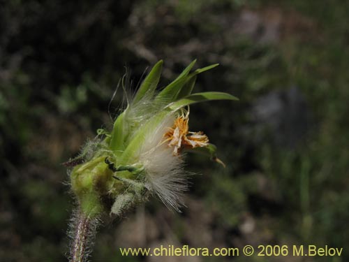 Image of Unidentified Plant sp. #1396 (). Click to enlarge parts of image.