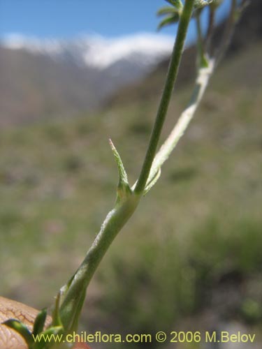 Image of Adesmia sp. #3067 (). Click to enlarge parts of image.