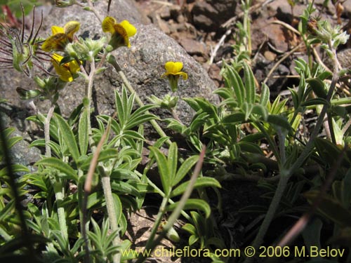 Adesmia sp. #3067의 사진