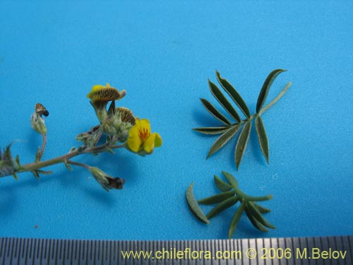 Adesmia sp. #3067의 사진