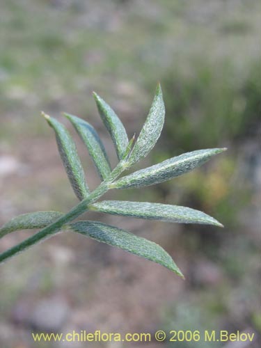 Adesmia sp. #3067의 사진