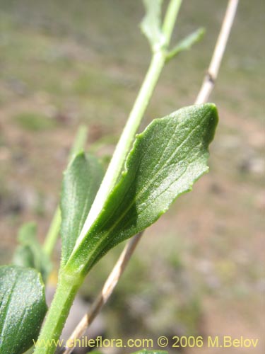 Image of Valeriana graciliceps (). Click to enlarge parts of image.
