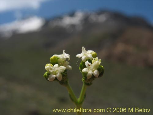 Imágen de Valeriana graciliceps (). Haga un clic para aumentar parte de imágen.