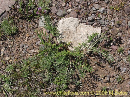 Astragalus cruckshanksiiの写真