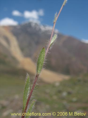 没断定的植物 sp. #2407的照片