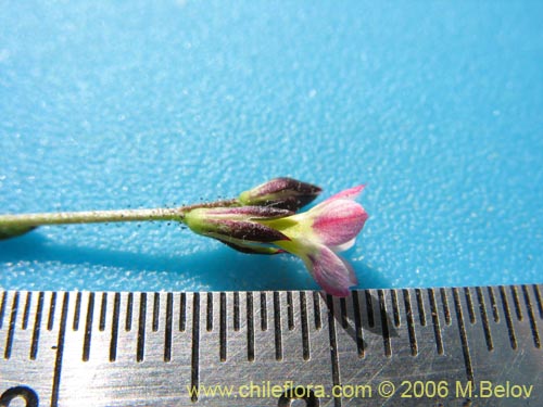 Image of Gilia sp. #1386 (). Click to enlarge parts of image.