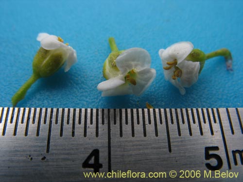 Image of Brassicaceae sp. #3066 (). Click to enlarge parts of image.