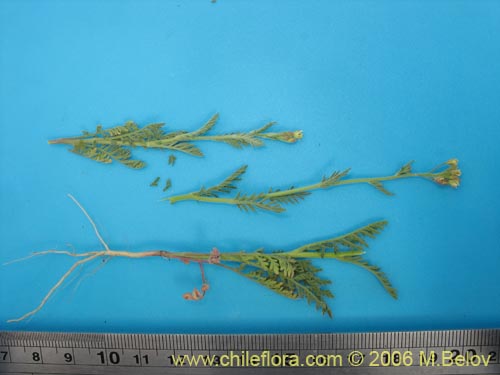 没断定的植物 sp. #2408的照片