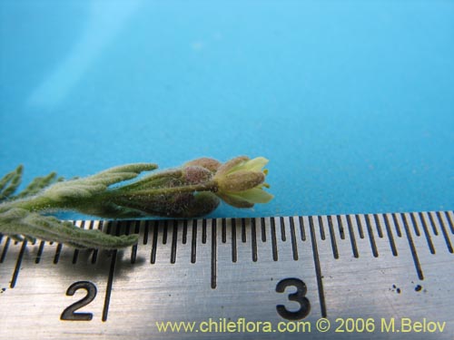 没断定的植物 sp. #2408的照片