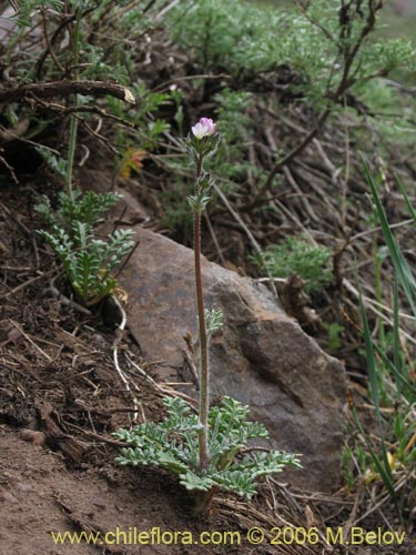 没断定的植物 sp. #2408的照片