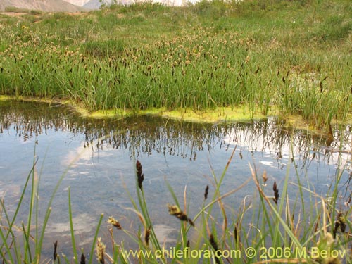 Image of Carex gayana (). Click to enlarge parts of image.