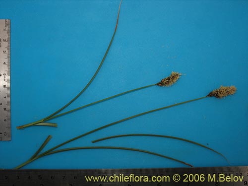 Image of Carex gayana (). Click to enlarge parts of image.