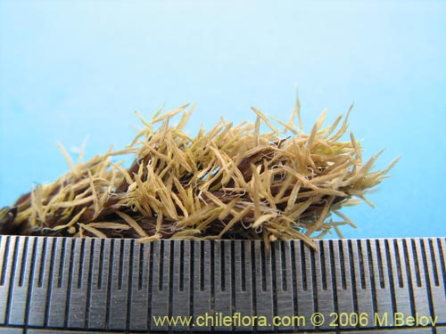 Image of Carex gayana (). Click to enlarge parts of image.