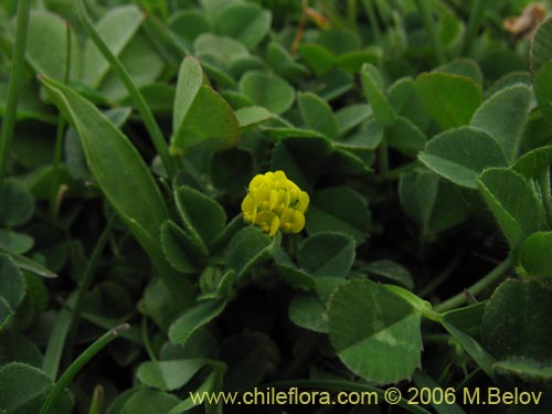 Image of Medicago lupulina (Lupulina). Click to enlarge parts of image.