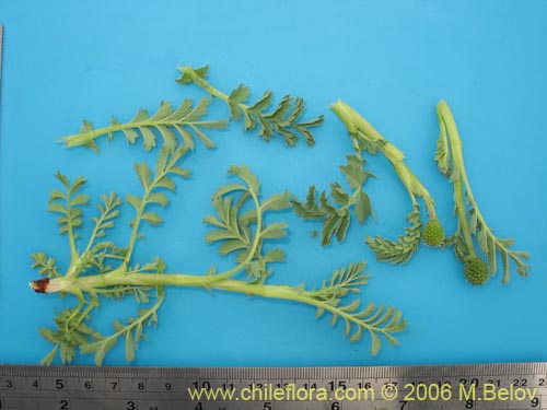 Acaena magellanica의 사진