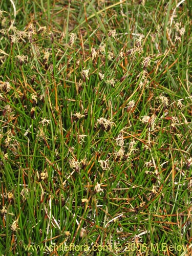 Image of Carex sp. #1539 (). Click to enlarge parts of image.