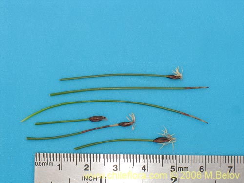 Image of Carex sp. #1539 (). Click to enlarge parts of image.