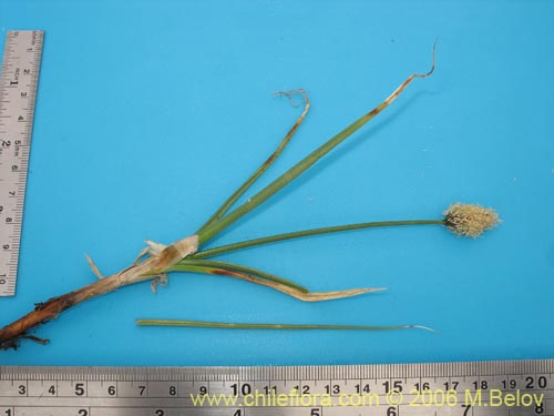 Image of Carex sp. #1539 (). Click to enlarge parts of image.