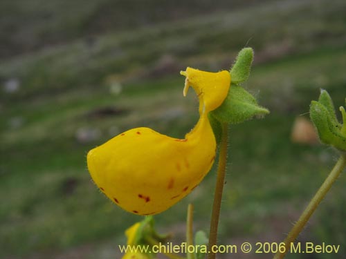 Image of Calceolaria corymbosa ssp. mimuloides (Capachito). Click to enlarge parts of image.