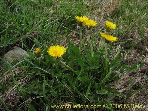 Bild von Taraxacum officinale (Diente de león / Lechuguilla). Klicken Sie, um den Ausschnitt zu vergrössern.
