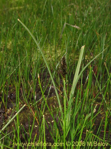 Image of Carex gayana (). Click to enlarge parts of image.