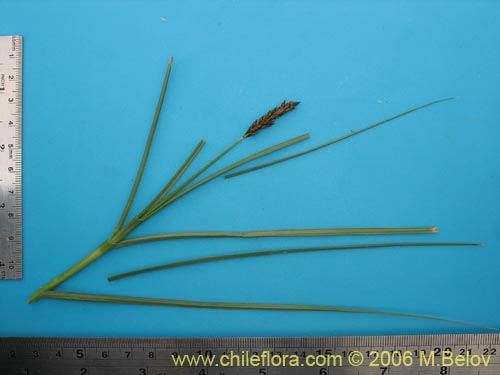 Image of Carex gayana (). Click to enlarge parts of image.