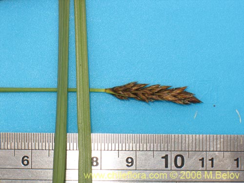 Image of Carex gayana (). Click to enlarge parts of image.