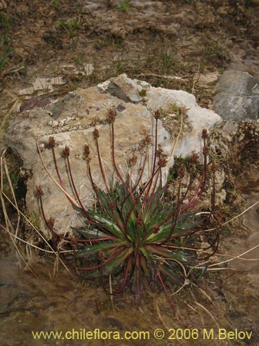 Plantago barbata의 사진