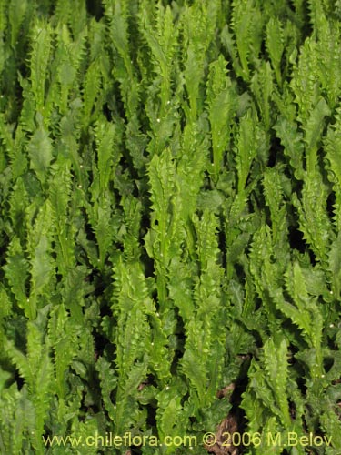 Imágen de Senecio davilae (). Haga un clic para aumentar parte de imágen.