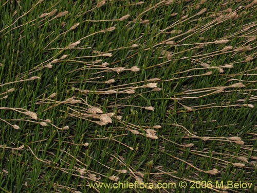 Image of Unidentified Plant sp. #2335 (). Click to enlarge parts of image.