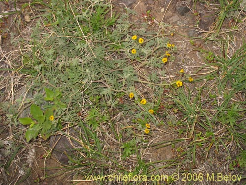 Фотография Adesmia exilis (). Щелкните, чтобы увеличить вырез.