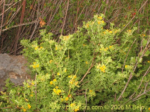 Bild von Adesmia gracilis (). Klicken Sie, um den Ausschnitt zu vergrössern.