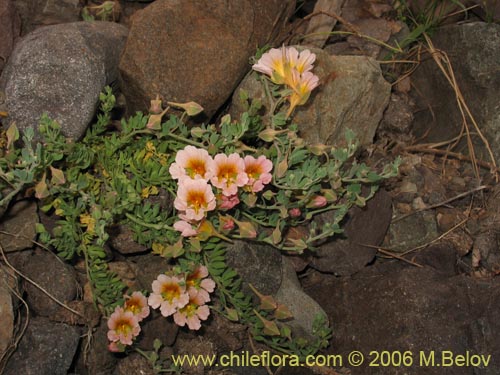 Image of Tropaeolum sessilifolium (Soldadito de cordillera). Click to enlarge parts of image.