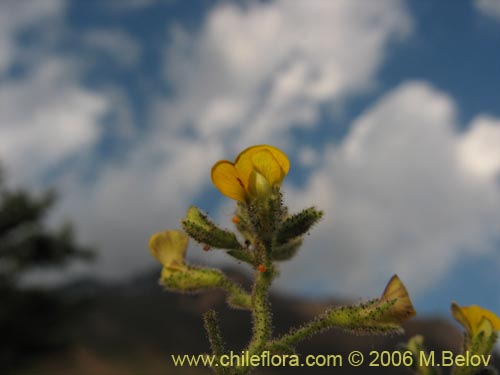 Bild von Adesmia exilis (). Klicken Sie, um den Ausschnitt zu vergrössern.