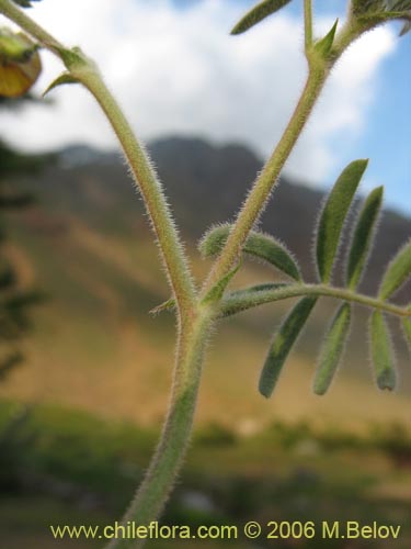 Bild von Adesmia exilis (). Klicken Sie, um den Ausschnitt zu vergrössern.