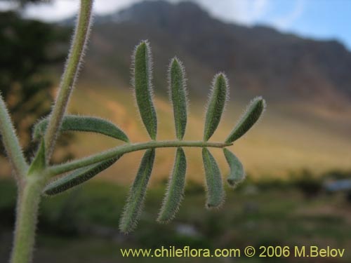 Bild von Adesmia exilis (). Klicken Sie, um den Ausschnitt zu vergrössern.