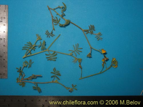 Bild von Adesmia exilis (). Klicken Sie, um den Ausschnitt zu vergrössern.