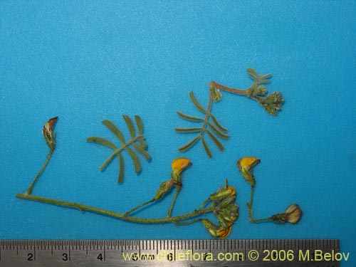 Bild von Adesmia exilis (). Klicken Sie, um den Ausschnitt zu vergrössern.