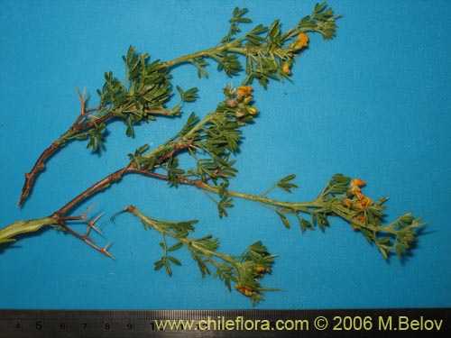 Bild von Adesmia gracilis (). Klicken Sie, um den Ausschnitt zu vergrössern.