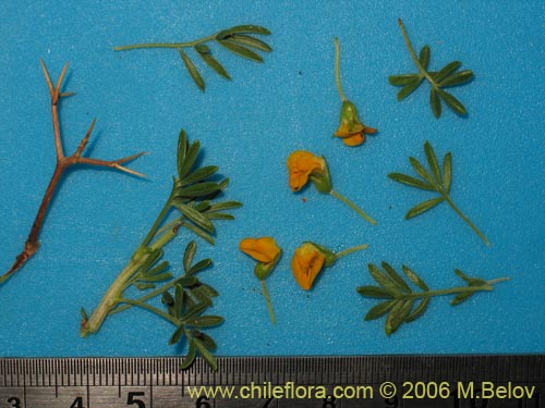 Bild von Adesmia gracilis (). Klicken Sie, um den Ausschnitt zu vergrössern.