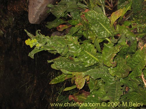 Image of Senecio fistulosus (Hualtata). Click to enlarge parts of image.