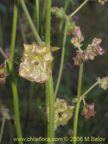 Image of Mirabilis sp. #2336 (). Click to enlarge parts of image.