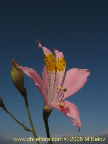 Bild von Alstroemeria angustifolia (). Klicken Sie, um den Ausschnitt zu vergrössern.
