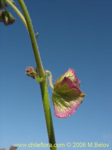 Image of Mirabilis sp. #2336 (). Click to enlarge parts of image.